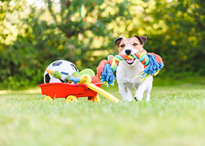 Jack Russell Terrier carrying in mouth a colorful dog rope toy