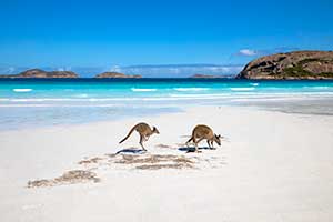 Kangaroos on Australian beach